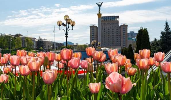 Киев тюльпаны
